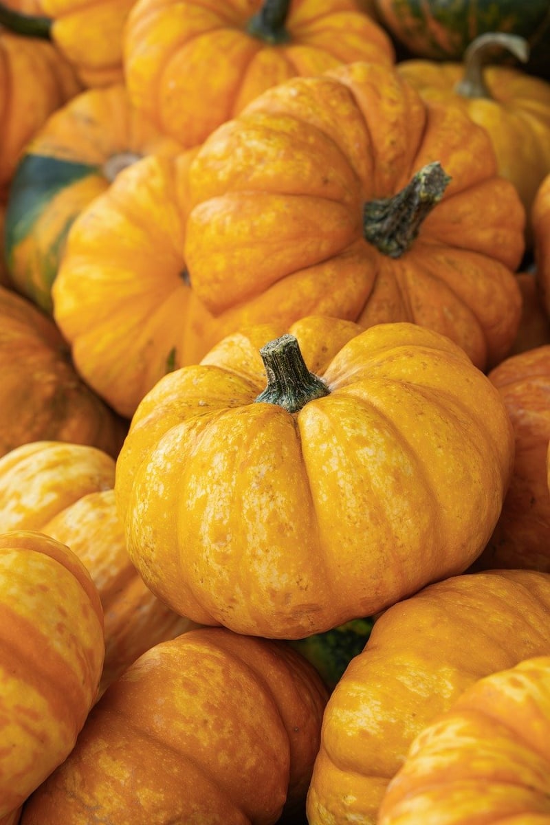 Vegetable Harvest Times